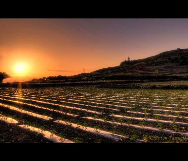 Canvas: Maltese Countryside Sunset: Fields of Radiance