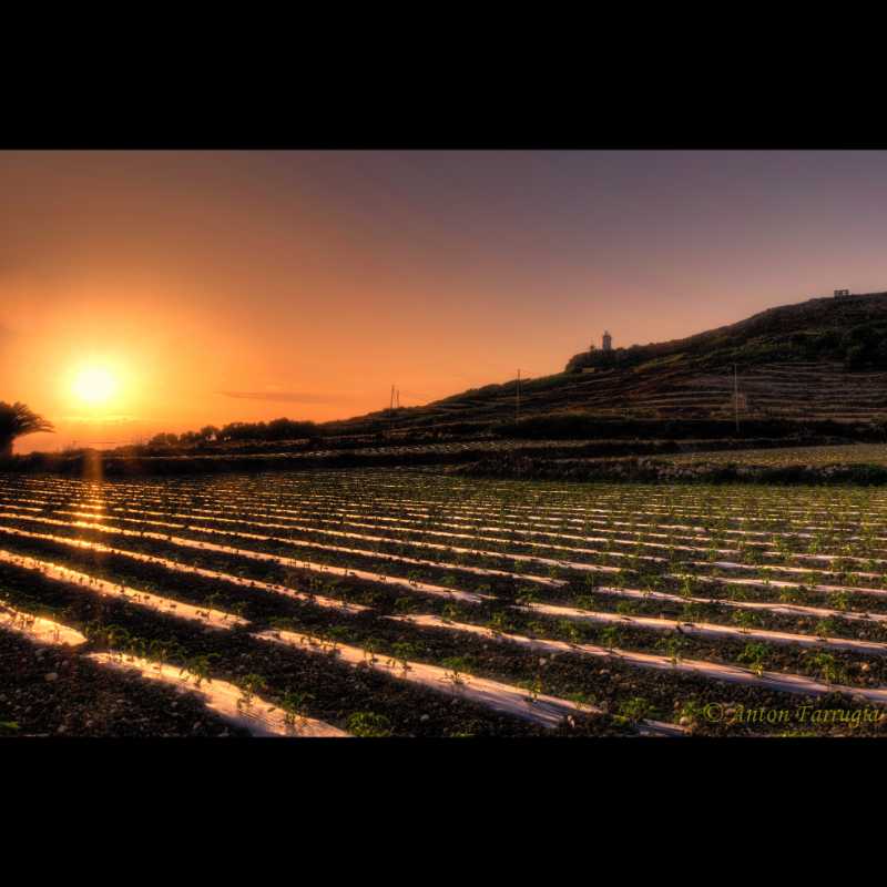 Canvas: Maltese Countryside Sunset: Fields of Radiance
