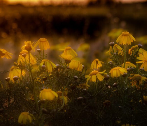 Canvas:  Dusk Blooms: Golden Moments in Maltese Meadows