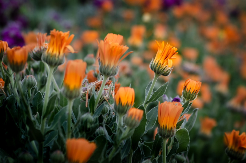 Canvas:  Sunset Bloom: Maltese Countryside Splendour