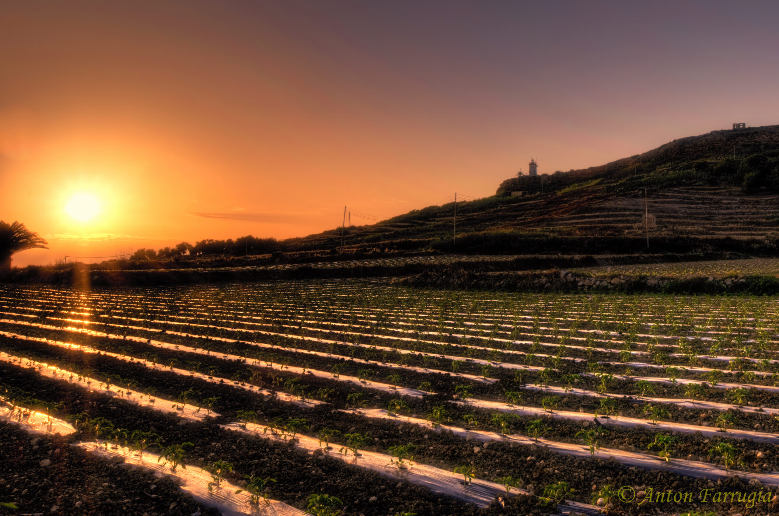 Sunset Fields Gozo