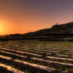 Fields in Gozo during sunset