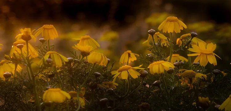 Yellow flowers with petals glowing in the sunset