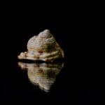 Seashell mirrored Wall Art