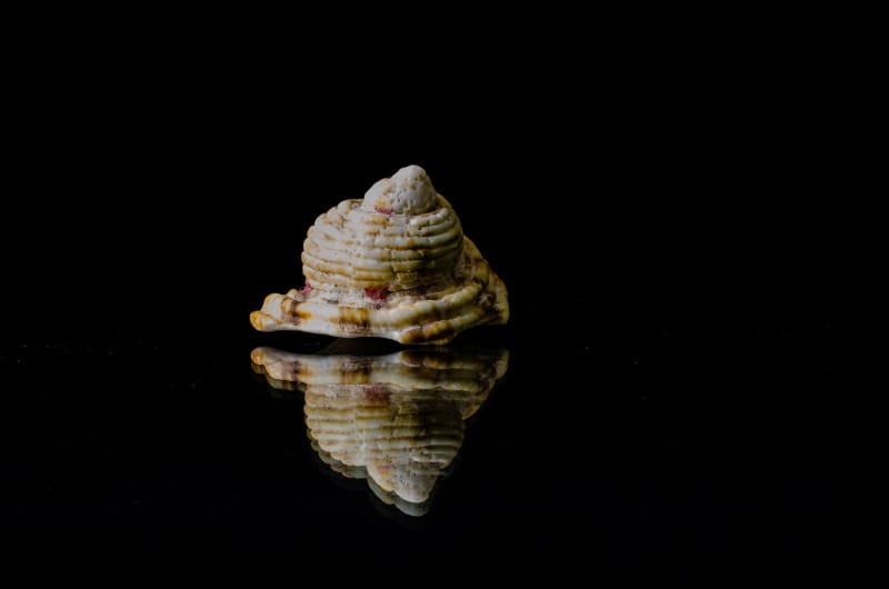 Seashell mirrored Wall Art