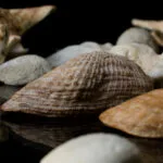 seashell02 800