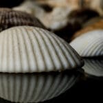Seashell white Wall Art