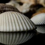 seashell03 800