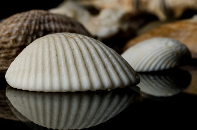 Seashell white Wall Art