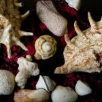 seashell04 800