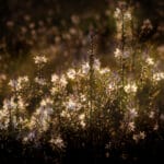 Sunset Flowers Glow Wall Art