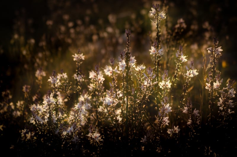 Wild Beauty Sunset Flowers Glow Wall Art