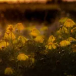 sunsetflowers1 800