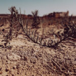 Close-up of dry soil and a single sprig of plant in a Maltese field.