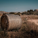 Gozo Harvest Watch - Wall Art