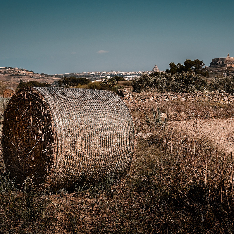 Gozo Harvest Watch - Wall Art