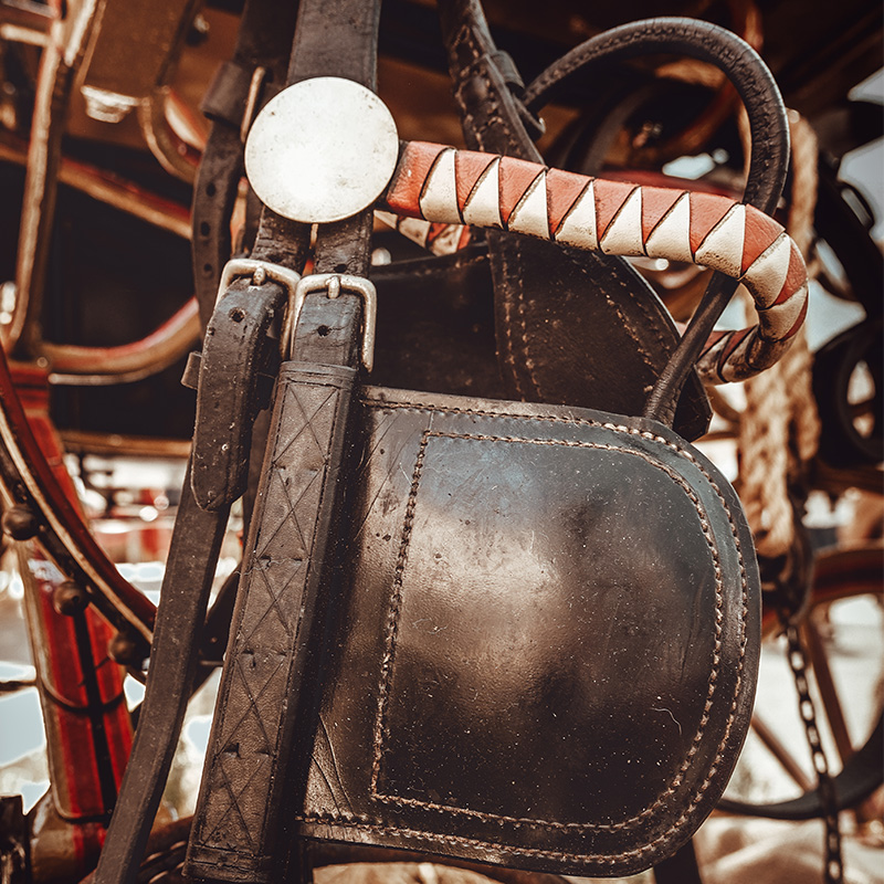 Maltese Leather Harness - Wall Art