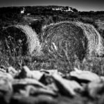 Black and white photo of round hay bales in a rural Gozitan landscape.
