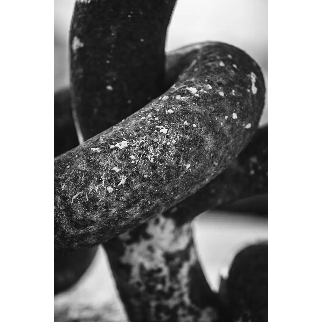 Close-up of dark, soil-covered fingerling potatoes